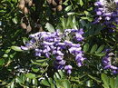 Sophora Secundiflora